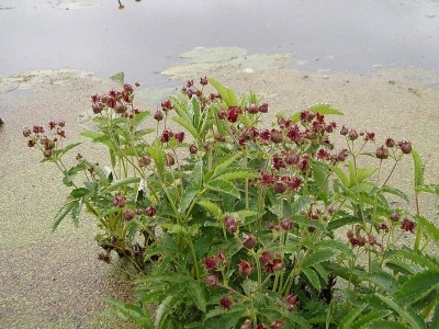 Сабельник болотный (около 200 семян).