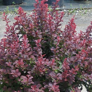 Барбарис Тунберга пурпурнолистный (около 100 семян).