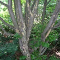 Железное дерево, парротия (10 семян).