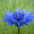 Василек синий (около 300 семян).