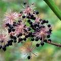 Элеутерококк колючий (около 100 семян).