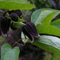 Клематис бурый (50 семян).