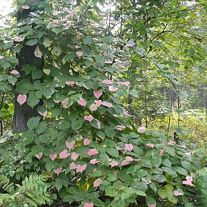Актинидия Коломикта, Киви (около 100 семян).