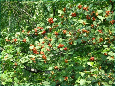 Боярышник Максимовича (около 100 семян).