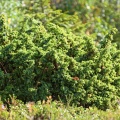 Можжевельник сибирский (около 200 семян).