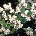 Снежноягодник белый (около 100 семян).