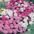 Иберис- микс трех цветов (около 300 семян).