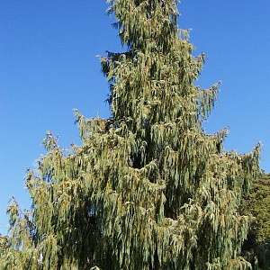 Кипарис кашмирский (50 семян).
