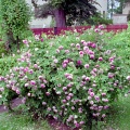Роза даурская (50 семян).