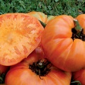 Томат "Большой оранжевый" (10 семян).