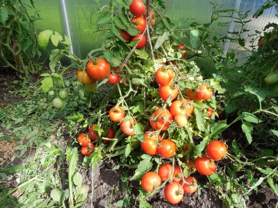 Коллекция семян томатов "МОРОЗОСТОЙКИЕ от САРАЕВА".