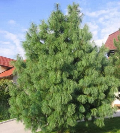 Сосна гималайская (20 семян).