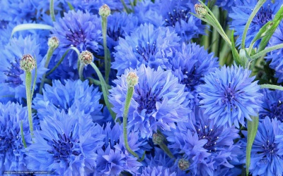 Василек синий (около 300 семян).
