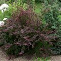 Барбарис Тунберга пурпурнолистный (около 100 семян).