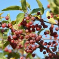 Яблоня Саржента (50 семян).