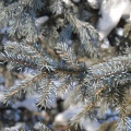 Ель сибирская голубая (около 100 семян).