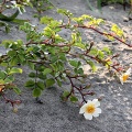 Роза Вихуры (50 семян).