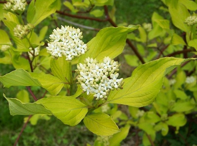 Дерен белый (около 100 семян).