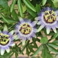 Пассифлора голубая (50 семян).