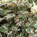 Дерен белый Сибирика Вариегата (50 семян).