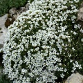 Арабис альпийский (около 200 семян).