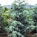 Пихта одноцветная "Violacea" (50 семян).
