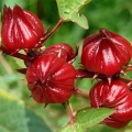 Гибискус сабдариффа, суданская роза (50 семян).