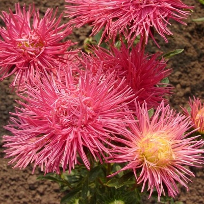 Астра китайская, кустовая "Нова" розово-красная (около 200 семян).