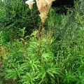 Лабазник дланевидный (около 500 семян).