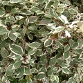 Дерен белый Сибирика Вариегата (50 семян).