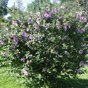   "Russian Violet Floru"  (50 ).