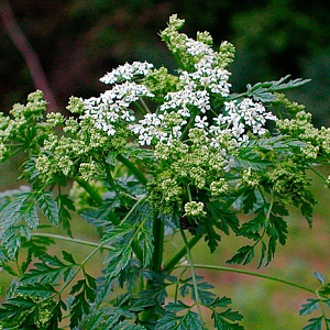 Болиголов пятнистый (около 200 семян).