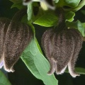Клематис бурый (50 семян).