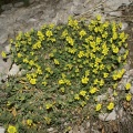 Алиссум скальный- золотистый (около 300 семян).