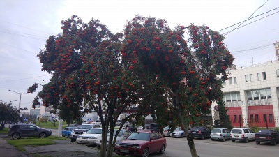 Рябина сибирская (около 300 семян).
