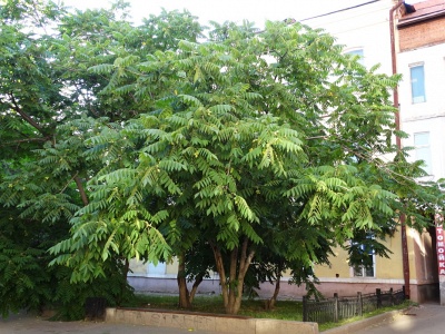 Орех маньчжурский (10 семян).