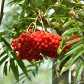 Рябина смешанная  "Додонг"  (50 семян в ягодах).