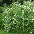 Снежноягодник белый (около 100 семян).
