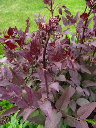 Клематис прямой, пурпурнолистный (50 семян).
