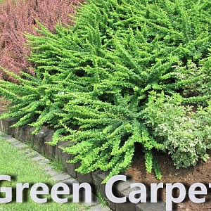 Барбарис тунберга «Green Carpet» (50 семян).