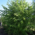 Шелковица белая (около 300 семян).