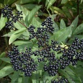 Бузина черная (около 100 семян).