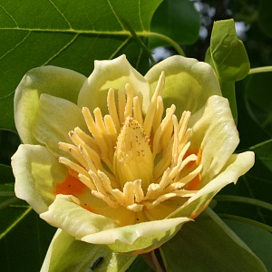 Лириодендрон, тюльпанное дерево (30 семян).