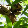 Чекалкин орех (20 семян).