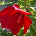 Гибискус травянистый- микс трех цветов (50 семян).